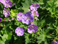 geranium jolly bee.jpg_s.jpg